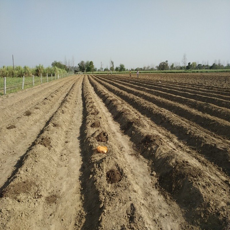 Best Papaya Plantation