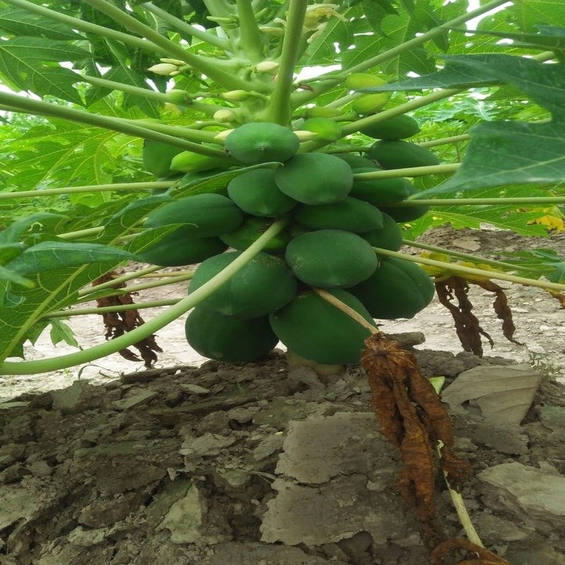 Papaya Plantation