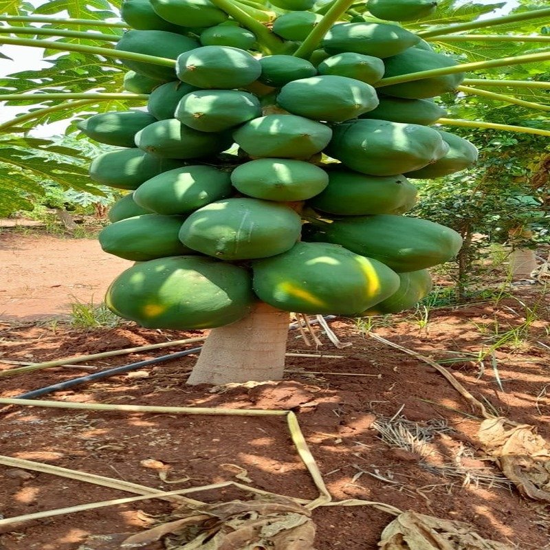 Best Papaya Plantation