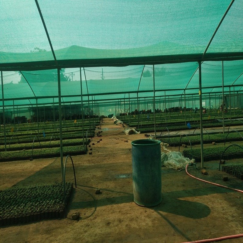Papaya Plant farming
