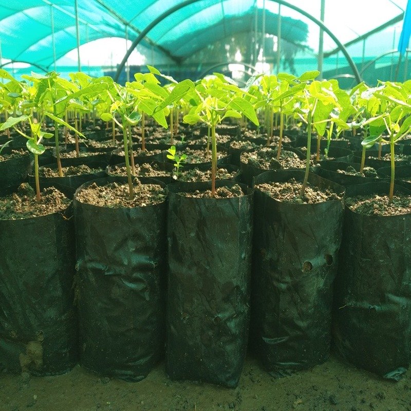 Papaya Plant farming