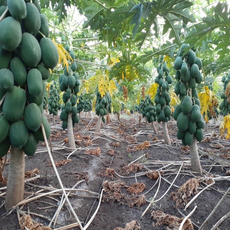 Papaya Plantation