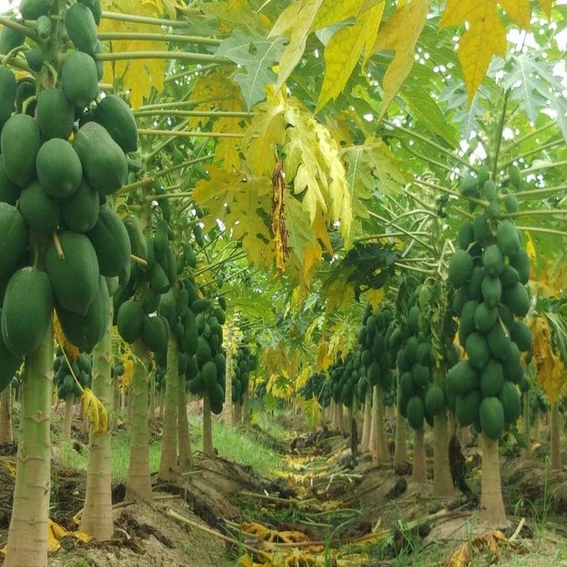 Papaya Plantation