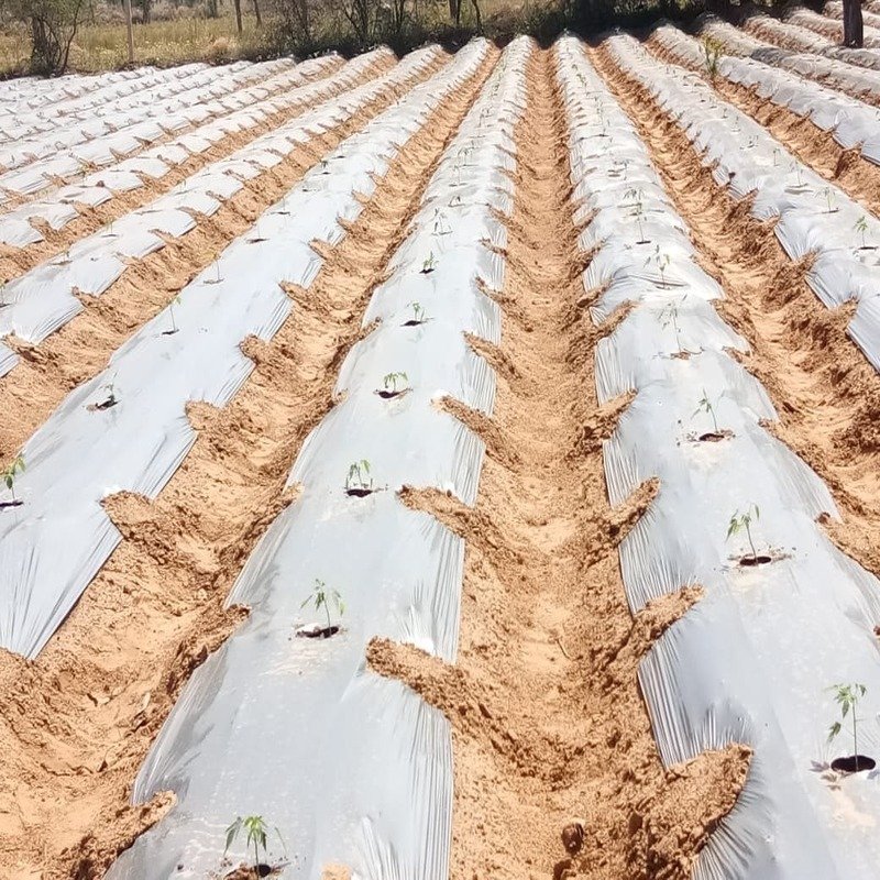 Papaya Plantation