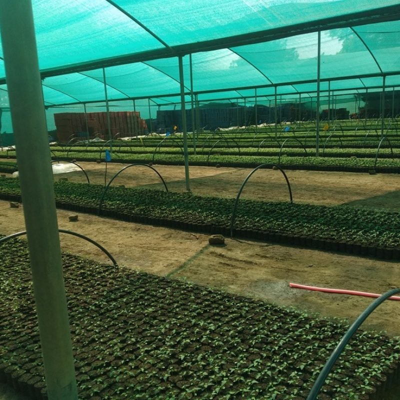 Papaya Farming